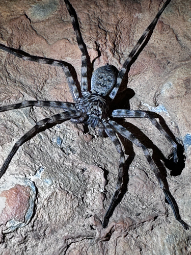 Chillagoe Cave Huntsman