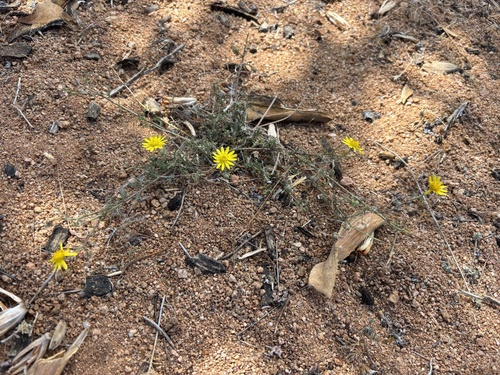 Osteospermum polypterum, photograph 1