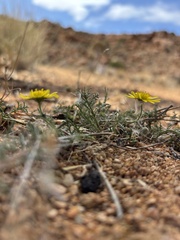 Osteospermum polypterum, photograph Caroline Voget, CC BY, iNaturalist via GBIF