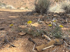 Osteospermum polypterum, photograph Caroline Voget, CC BY, iNaturalist via GBIF