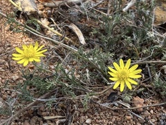 Osteospermum polypterum