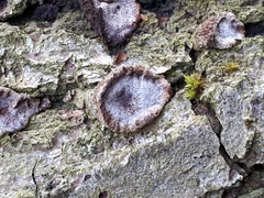 Phellinopsis conchata