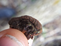 Phellinopsis conchata