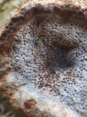 Phellinopsis conchata