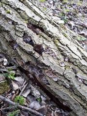 Phellinopsis conchata