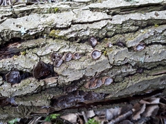 Phellinopsis conchata