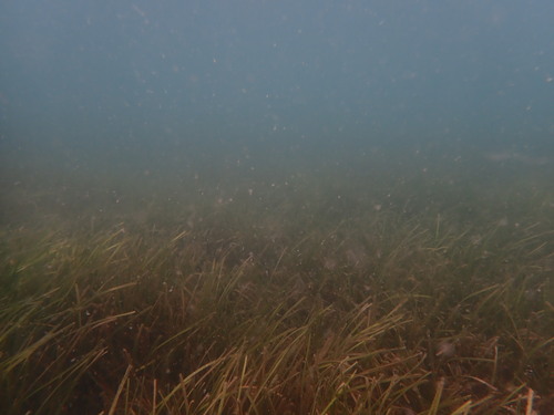 Zostera muelleri, photograph 6