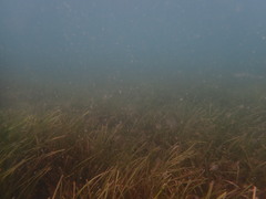 Zostera muelleri, photograph (c) Javier, some rights reserved (CC BY)