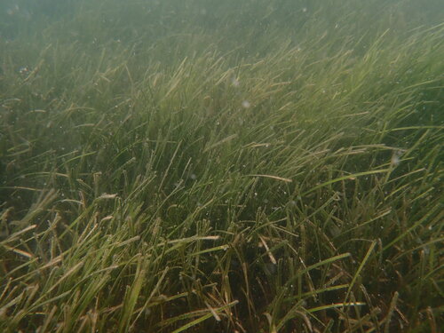 Zostera muelleri, photograph 5