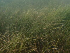 Zostera muelleri, photograph (c) Javier, some rights reserved (CC BY)