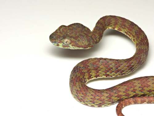 Beautiful Pitviper