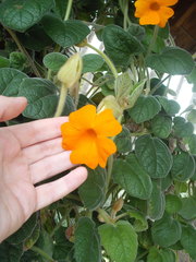 Thunbergia gregorii