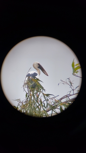 Asian Openbill