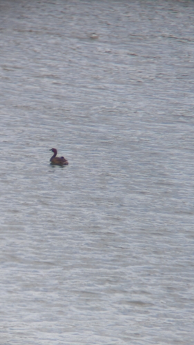 Little Grebe