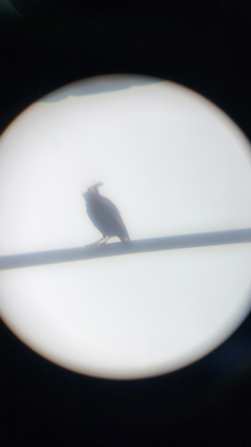 Great Myna