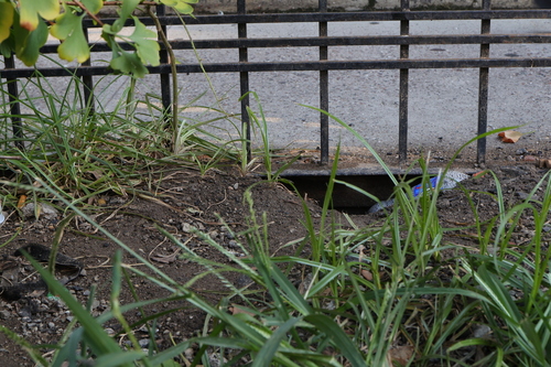Rat photographed near here on 2026-09-04