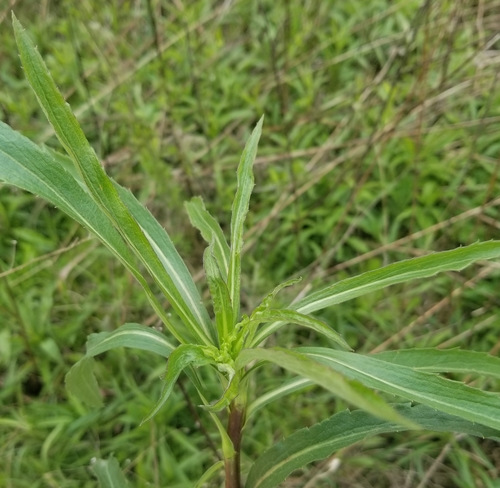 Goldenrod Bunch Gall Midge photo 5