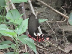 Byasa polyeuctes termessus