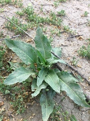 Rumex patientia orientalis