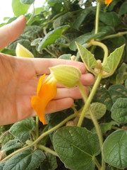 Thunbergia gregorii