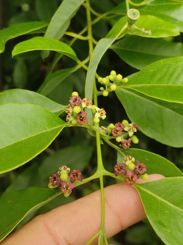 Indian Sandalwood
