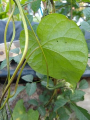 Ipomoea purpurea