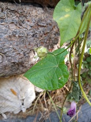 Ipomoea purpurea