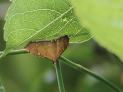 Mabra