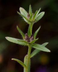 Buglossoides incrassata