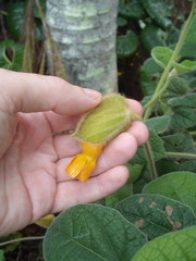 Thunbergia gregorii