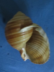 Tonna zonata