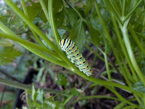 Eastern Black Swallowtail