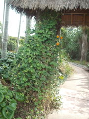 Thunbergia gregorii