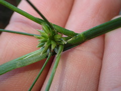Juncus prismatocarpus, photograph (c) Javier, some rights reserved (CC BY)