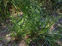 Juncus prismatocarpus, photograph (c) Javier, some rights reserved (CC BY)