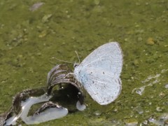 Celastrina lavendularis himilcon