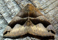 Gondysia