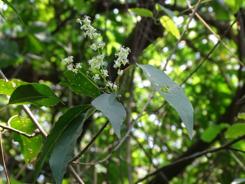Trichostigma octandrum, photograph 1