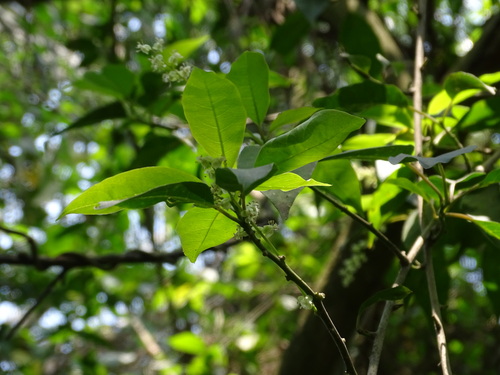 Trichostigma octandrum, photograph 3