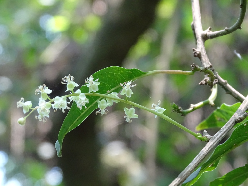 Trichostigma octandrum; photograph (c) Alexis López Hernández, some rights reserved (CC BY)
