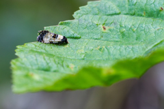 Neocochylis dubitana