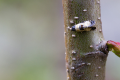 Neocochylis dubitana