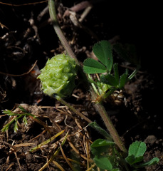 Medicago doliata