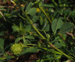 Medicago doliata