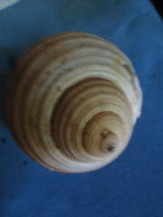 Tonna zonata