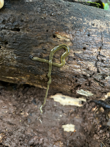 Bipalium kewense observed 2026-09-04