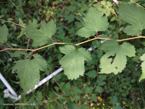 Neillia incisa observed 2026-09-05