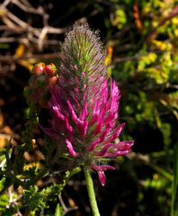 Trifolium purpureum