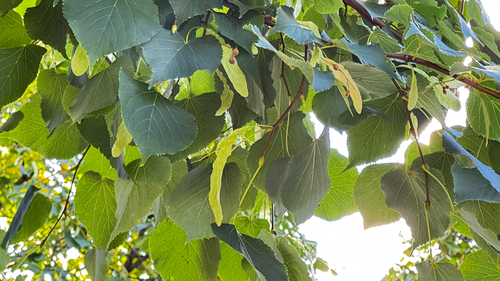 Наблюдение на iNaturalist