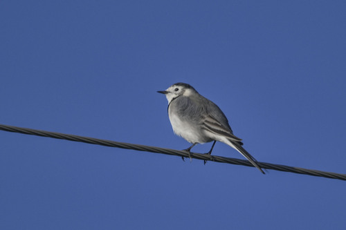 White Wagtail